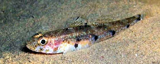 Deltentosteus quadrimaculatus_5522
